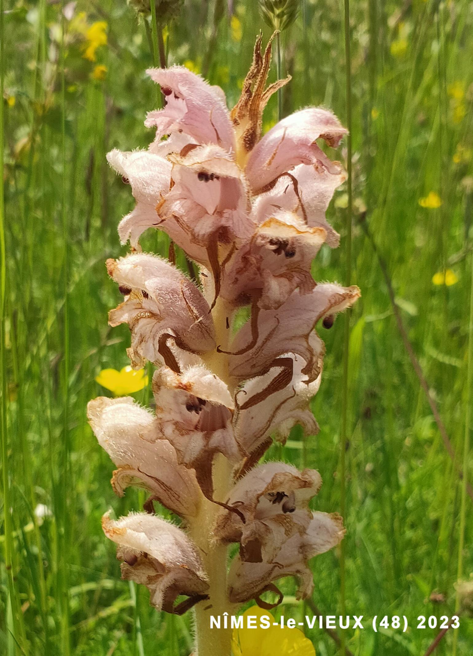 Broomrape, Thyme